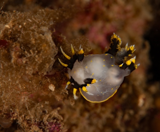 Polycera tricolor