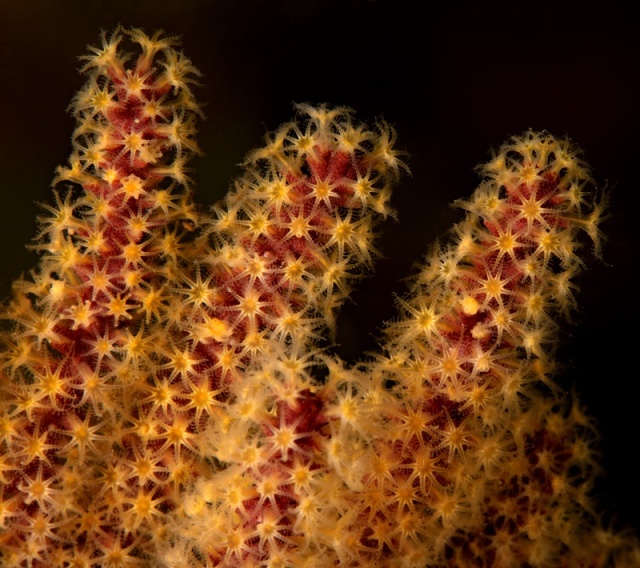 Muricea californica, Golden gorgonian