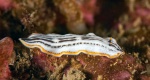 Unidentified flatworm