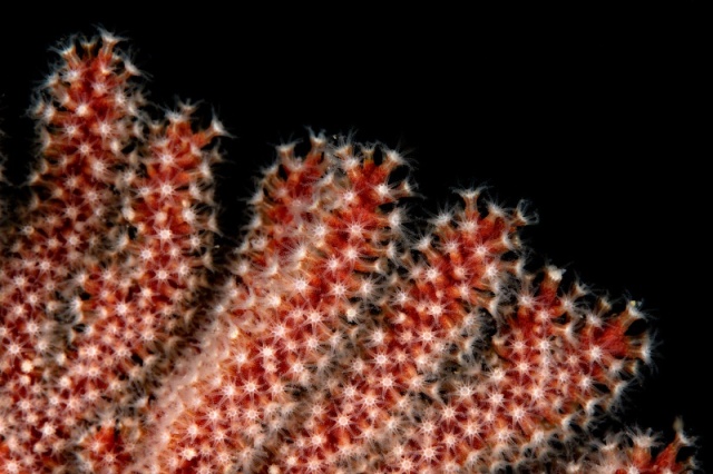 Lophogorgia chilensis, Red Gorgonian