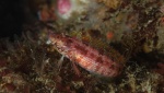 Island kelpfish, Alloclinus holderi