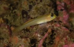 Rhinogobiops nicholsii, Blackeye goby