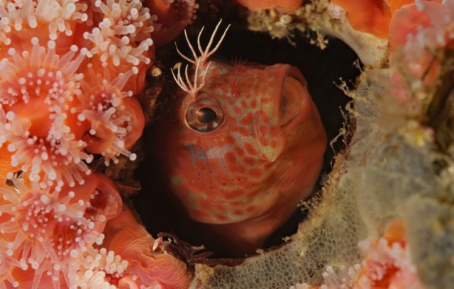 Rockpool blenny