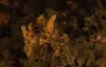 Halichondria panicea, Breadcrumb Sponge