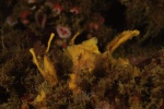 Halichondria panicea, Breadcrumb Sponge