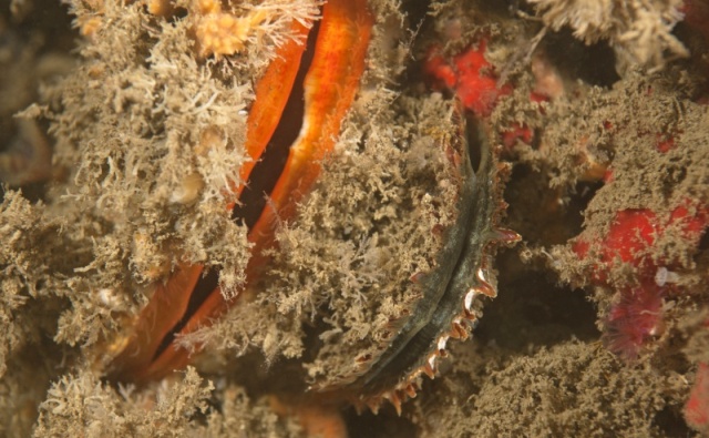 Male and female rock Scallops