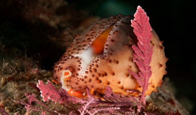 Neobernaya spadicea, Chestnut cowrie