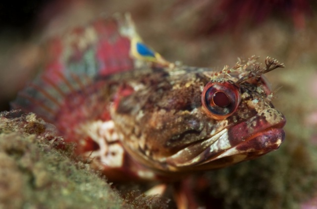 Neoclinus uniotatus, Onespot Fringehead