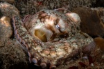 Octopus bimaculoides, California Two-spot Octopus small