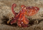 Octopus rubescens