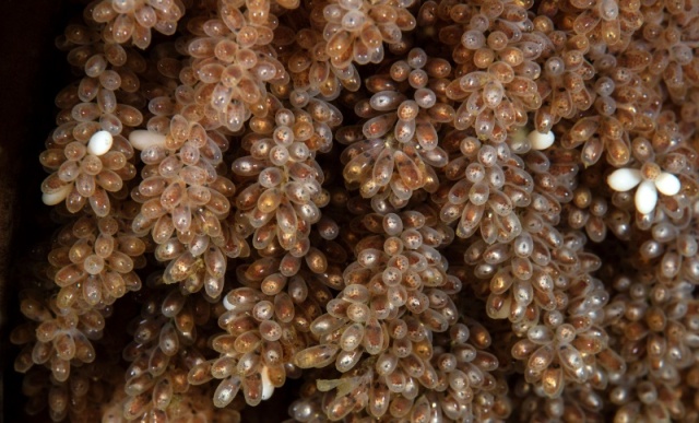 Octopus rubescens eggs