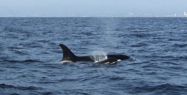 Orcas at Redondo Beach, CA