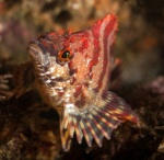 Painted greenling (2)