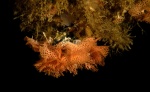 Phidolopora pacifica, Lacy bryozoan
