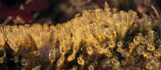 Pycnoclavella stanleyi