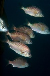 Rainbow sea perch, Hypsurus caryi