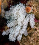 Red Octopus eggs