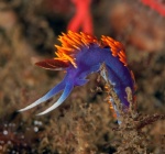 Spanish Shawl, Flabellina iodinea