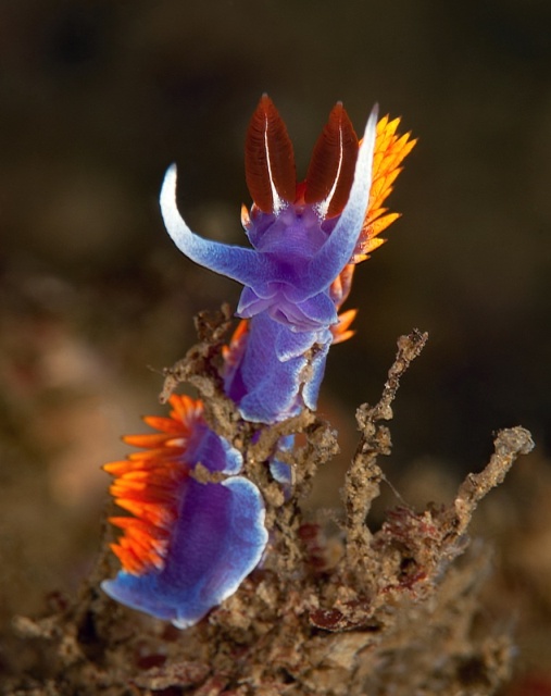 Spanish Shawl, Flabellina iodinea