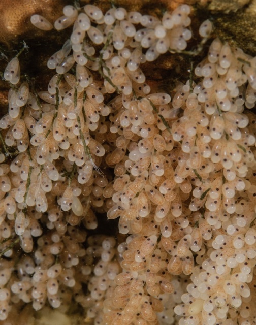 Octopus rubescens eggs