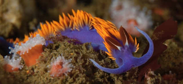 Flabellinopsis iodinea, Spanish Shawl