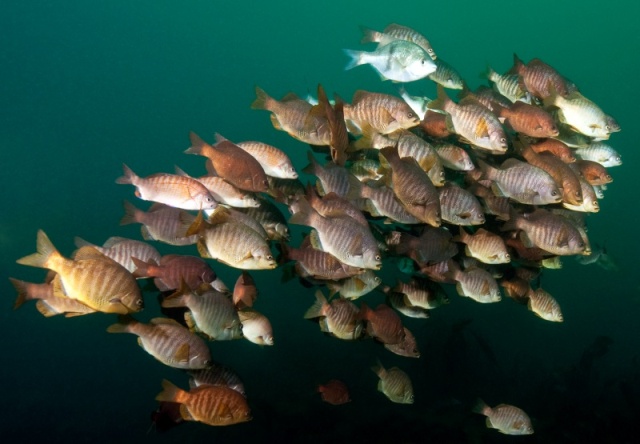 School of perch