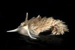 Shag Rug nudibranch, Aeolidia loui