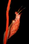 Simnia arcuata D3X4508