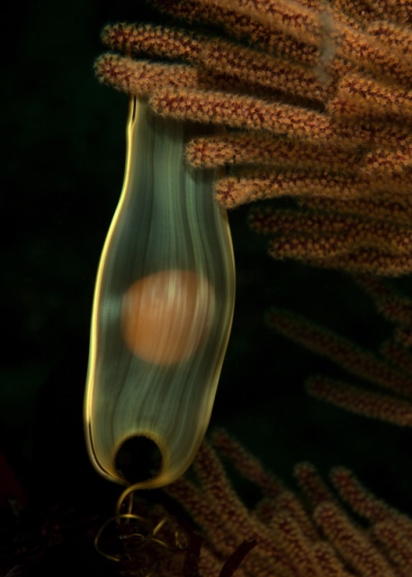 Swell shark, Cephaloscyllium ventriosum egg