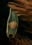 Swell shark, Cephaloscyllium ventriosum egg