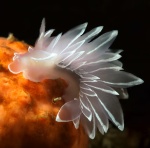 White-Lined Dirona, Dirona albolineata