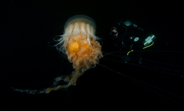 Egg Yolk jelly, Phacellophora camtschatica