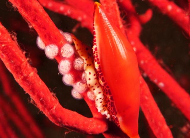 Simnia snail with eggs