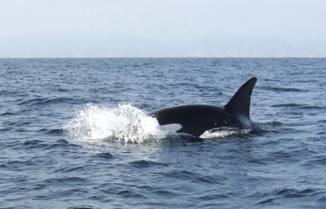 Orcas at Redondo Beach, CA