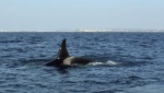 Orcas at Redondo Beach, CA