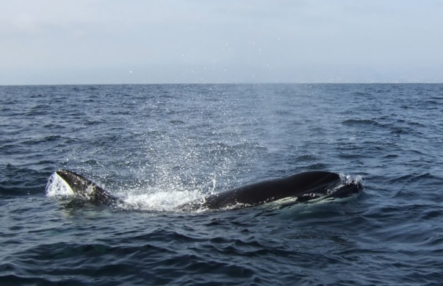 Orcas at Redondo Beach, CA