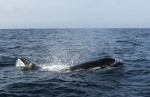 Orcas at Redondo Beach, CA