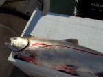 14/08/2011..my first King of the year, 10 lbs..small. The winning Salmom in the Search & Recue Salmom Derby yesterday was only 15.76 lbs. Kings rarely get past 25 lbs up here.