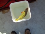 30/08/2011..Perch fishing...24 more to go for my limit