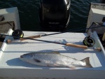 Tried out my new fly rods today,landed this Atlantic Salmon while trolling with a fly at about 6:15 A:M.....FUN..
