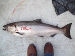 Nailed this King Salmon on June 23/203...16.5 lbs. It was very fresh and strong for its size. Fought for a long time before I was able to net it.