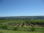 Seneca Lake and one of many vineyards