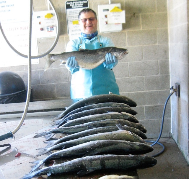 Coho, Chinook, and Lakers at the fish cleaning station in Zion, IL