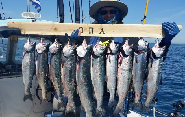 All Coho and one Steelhead caught outta Kenosha, WI.