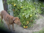 Ginger eyeballing my tomatoes