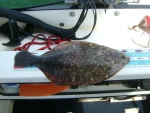 Nice Flounder