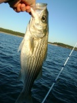 Striper1 - Caught just off concrete boats, Kiptopeke State Park.  First striper I have ever landed.  Got one to boat about 5 min before, but my knot gave way.