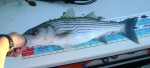 Striper2 - 18