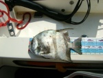 Spadefish, speared while diving