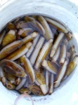 Bucket full of Razor clams from Clam Gulch, Alaska